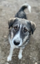 KAISA, Hund, Mischlingshund in Griechenland - Bild 14