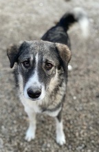 KAISA, Hund, Mischlingshund in Griechenland - Bild 15