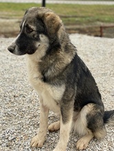 KAISA, Hund, Mischlingshund in Griechenland - Bild 16