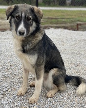 KAISA, Hund, Mischlingshund in Griechenland - Bild 17