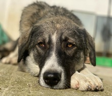 KAISA, Hund, Mischlingshund in Griechenland - Bild 18