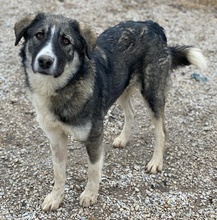 KAISA, Hund, Mischlingshund in Griechenland - Bild 3