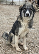 KAISA, Hund, Mischlingshund in Griechenland - Bild 4
