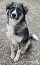 KAISA, Hund, Mischlingshund in Griechenland - Bild 5