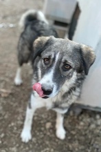 KAISA, Hund, Mischlingshund in Griechenland - Bild 9