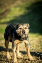 BONCA, Hund, Mischlingshund in Ungarn - Bild 1