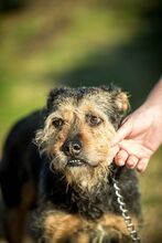 BONCA, Hund, Mischlingshund in Ungarn - Bild 4