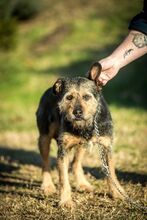 BONCA, Hund, Mischlingshund in Ungarn - Bild 5