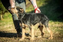 BONCA, Hund, Mischlingshund in Ungarn - Bild 8