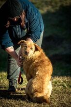 BENTLEY, Hund, Mischlingshund in Ungarn - Bild 1