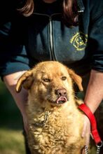 BENTLEY, Hund, Mischlingshund in Ungarn - Bild 2