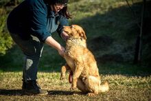 BENTLEY, Hund, Mischlingshund in Ungarn - Bild 3