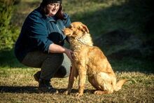 BENTLEY, Hund, Mischlingshund in Ungarn - Bild 4