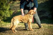 BENTLEY, Hund, Mischlingshund in Ungarn - Bild 7
