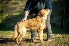 BENTLEY, Hund, Mischlingshund in Ungarn - Bild 8