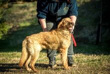 BENTLEY, Hund, Mischlingshund in Ungarn - Bild 9
