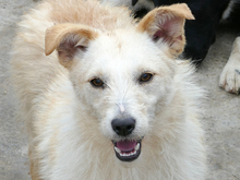 WANDA, Hund, Mischlingshund in Rumänien - Bild 1