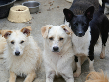 WANDA, Hund, Mischlingshund in Rumänien - Bild 10