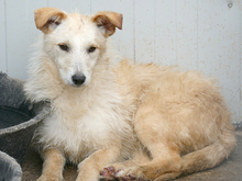 WANDA, Hund, Mischlingshund in Rumänien - Bild 2