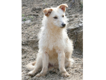 WANDA, Hund, Mischlingshund in Rumänien - Bild 3