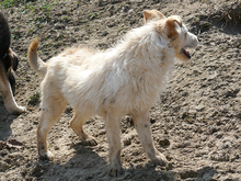 WANDA, Hund, Mischlingshund in Rumänien - Bild 4
