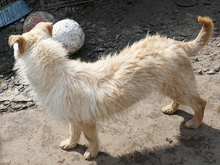 WANDA, Hund, Mischlingshund in Rumänien - Bild 6