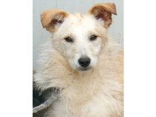 WANDA, Hund, Mischlingshund in Rumänien - Bild 7