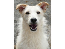 WANDA, Hund, Mischlingshund in Rumänien - Bild 8