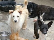 WANDA, Hund, Mischlingshund in Rumänien - Bild 9
