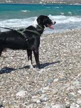 DYLAN, Hund, Mischlingshund in Griechenland - Bild 2