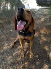 ROXIE, Hund, Mischlingshund in Griechenland - Bild 1