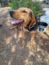 ROXIE, Hund, Mischlingshund in Griechenland - Bild 2
