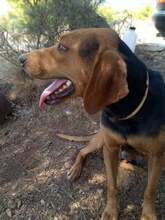 ROXIE, Hund, Mischlingshund in Griechenland - Bild 3