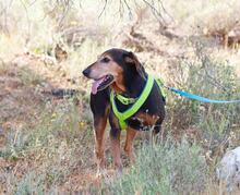 SAMI, Hund, Mischlingshund in Griechenland - Bild 5
