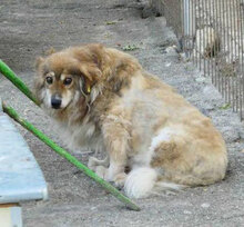 TIMM, Hund, Mischlingshund in Weener - Bild 10