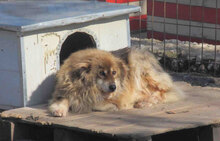 TIMM, Hund, Mischlingshund in Weener - Bild 3
