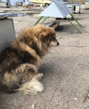TIMM, Hund, Mischlingshund in Weener - Bild 5