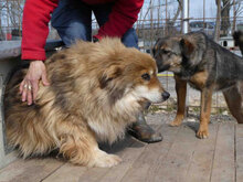 TIMM, Hund, Mischlingshund in Weener - Bild 6