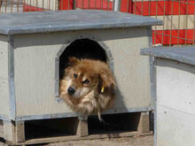 TIMM, Hund, Mischlingshund in Weener - Bild 8
