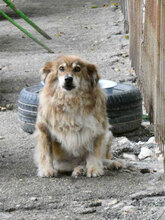 TIMM, Hund, Mischlingshund in Weener - Bild 9
