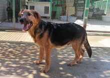 BONCO, Hund, Mischlingshund in Kroatien - Bild 12