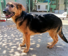 BONCO, Hund, Mischlingshund in Kroatien - Bild 2