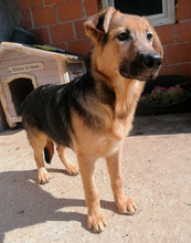 BONCO, Hund, Mischlingshund in Kroatien - Bild 3