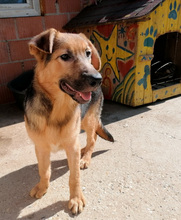 BONCO, Hund, Mischlingshund in Kroatien - Bild 4