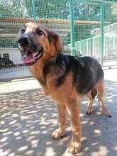 BONCO, Hund, Mischlingshund in Kroatien - Bild 8