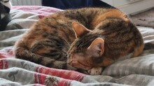 HANNY, Katze, Europäisch Kurzhaar in Elmshorn