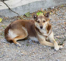 ROZALIA, Hund, Mischlingshund in Bulgarien - Bild 1
