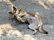 ROZALIA, Hund, Mischlingshund in Bulgarien - Bild 10