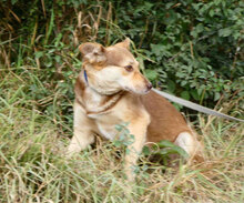 ROZALIA, Hund, Mischlingshund in Bulgarien - Bild 11