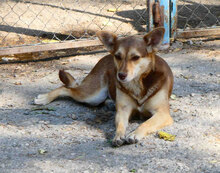 ROZALIA, Hund, Mischlingshund in Bulgarien - Bild 2